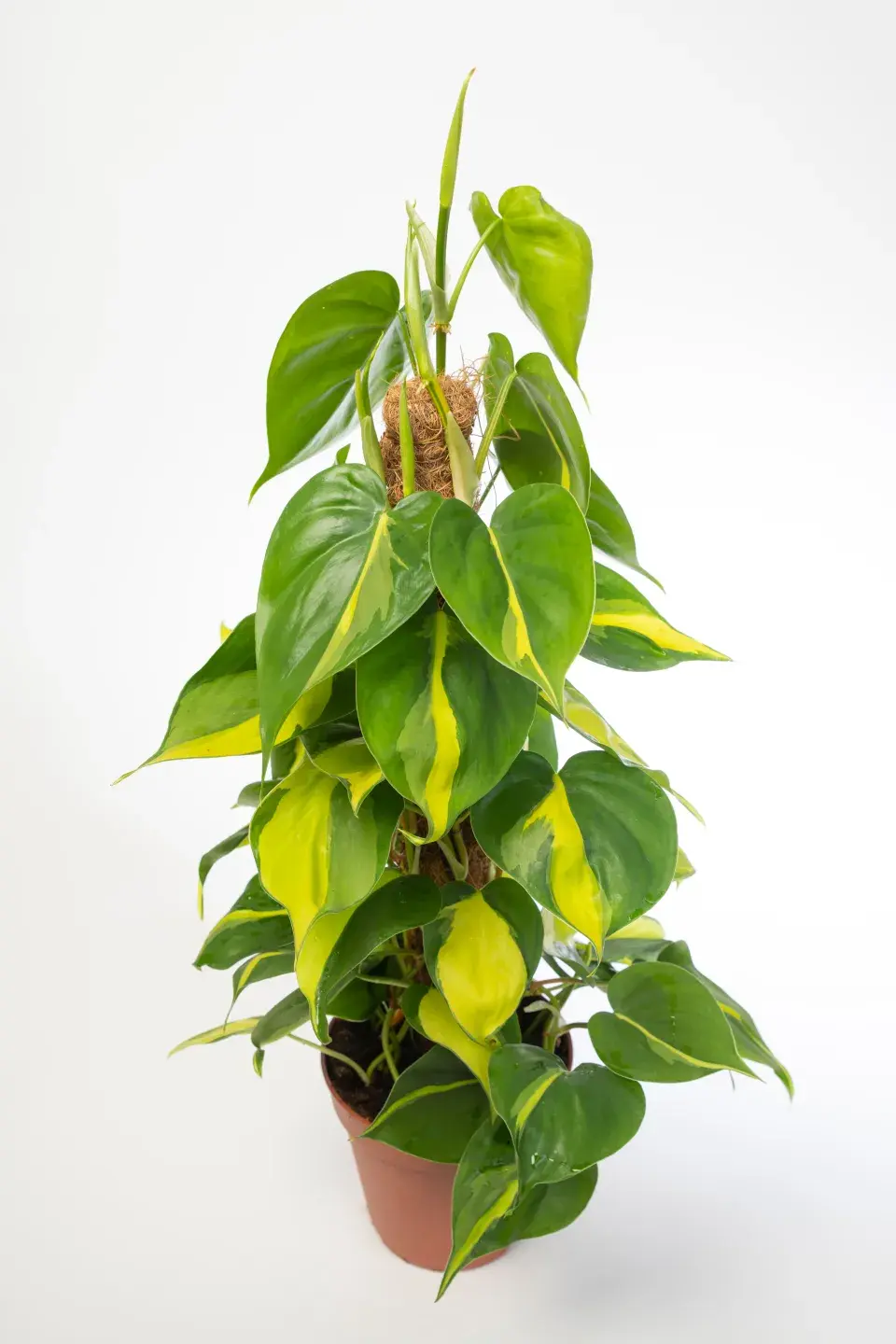 Šplhavec neboli Philodendron šplhavý