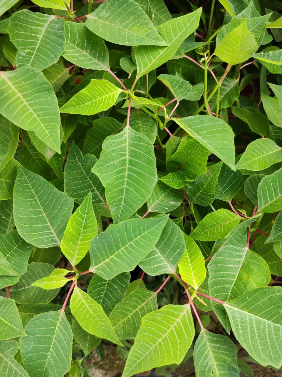 Vánoční hvězda bez zabarvení listenů