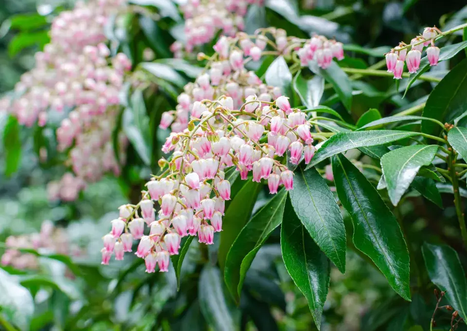 Pieris japonský