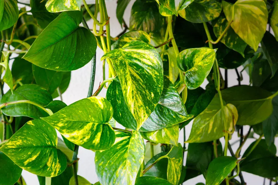 Scindapsus neboli Epipremnum, česky také šplhovník