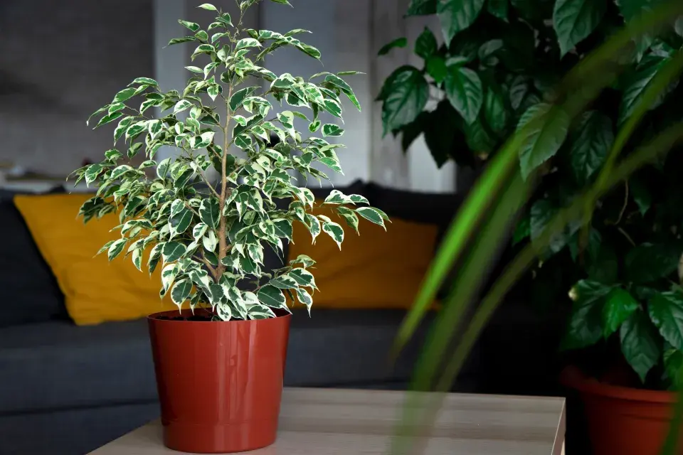 Ficus malolistý neboli benjamín