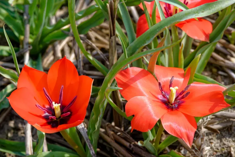 Nízký tulipán lnový