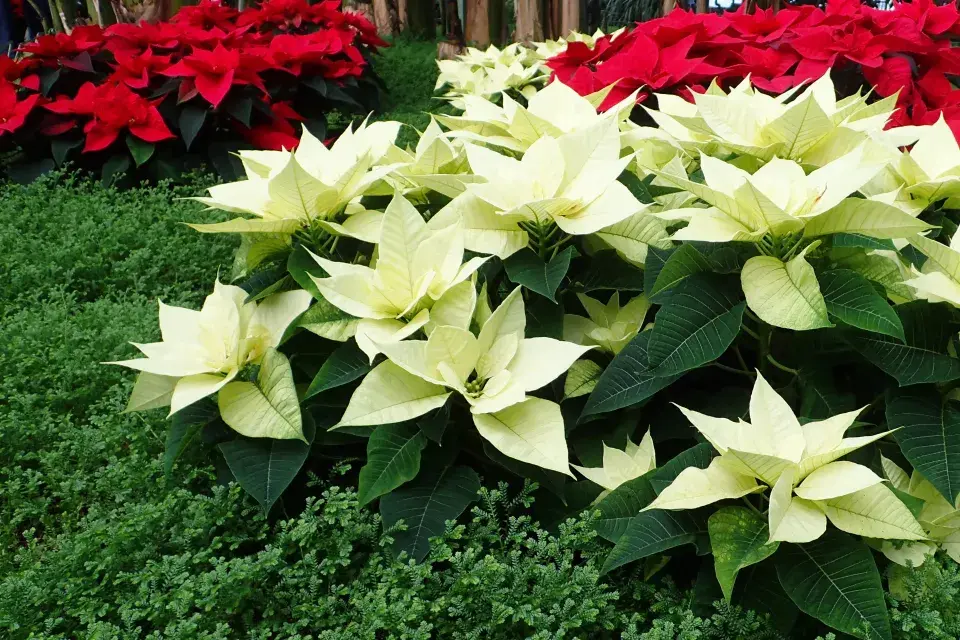 vánoční hvězda s bílými listeny