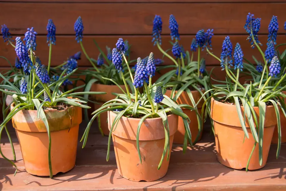 Modřence v nádobě