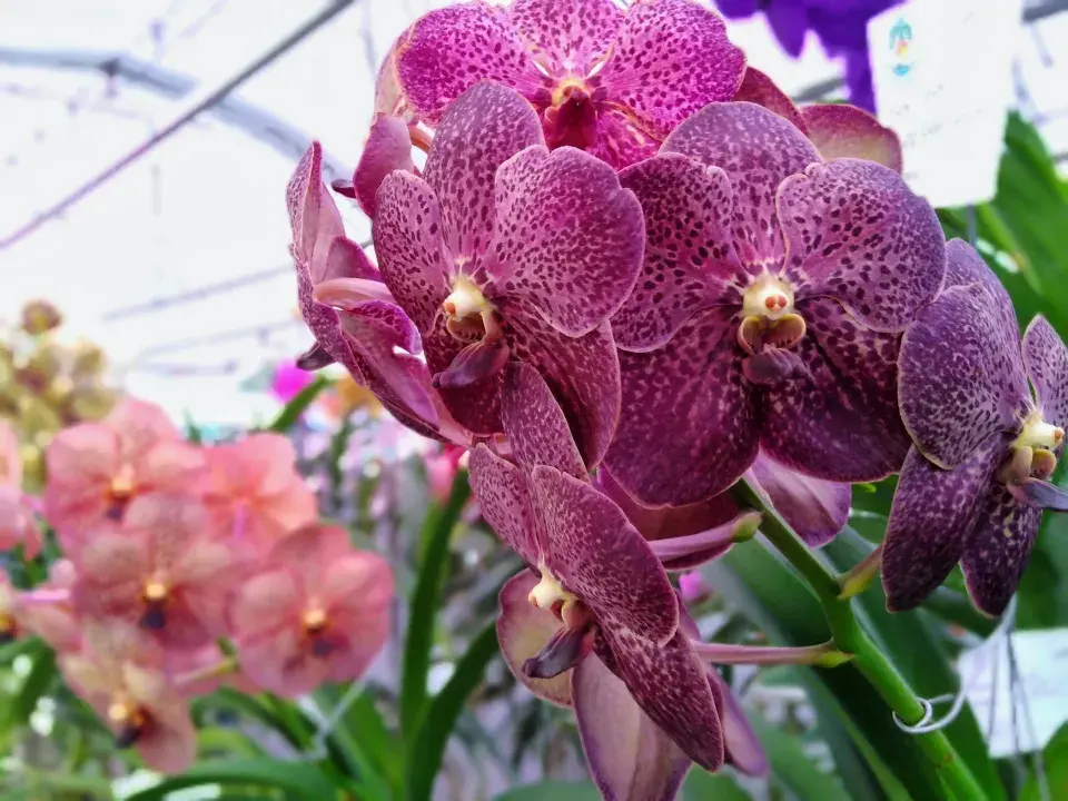 Vanda