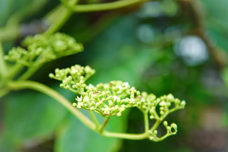 Květy skořicovníku