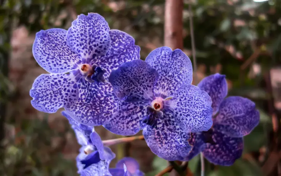Vanda