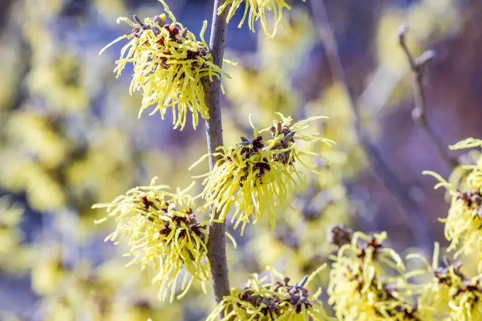 vilín prostřední ´Primavera´