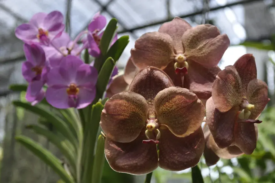 Vanda