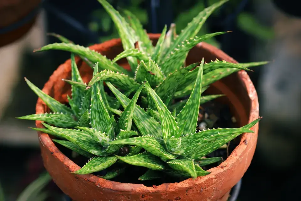 Aloe