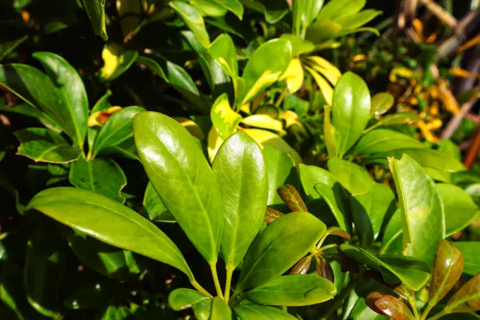 badyáník je stálezelený keř