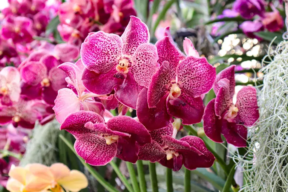 Vanda