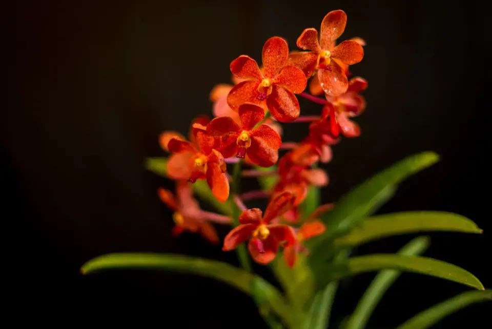 Vanda