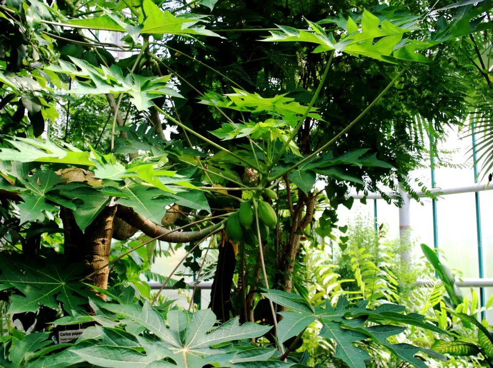 Botanická zahrada Liberec