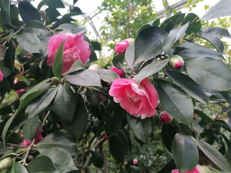 Japonské kamélie