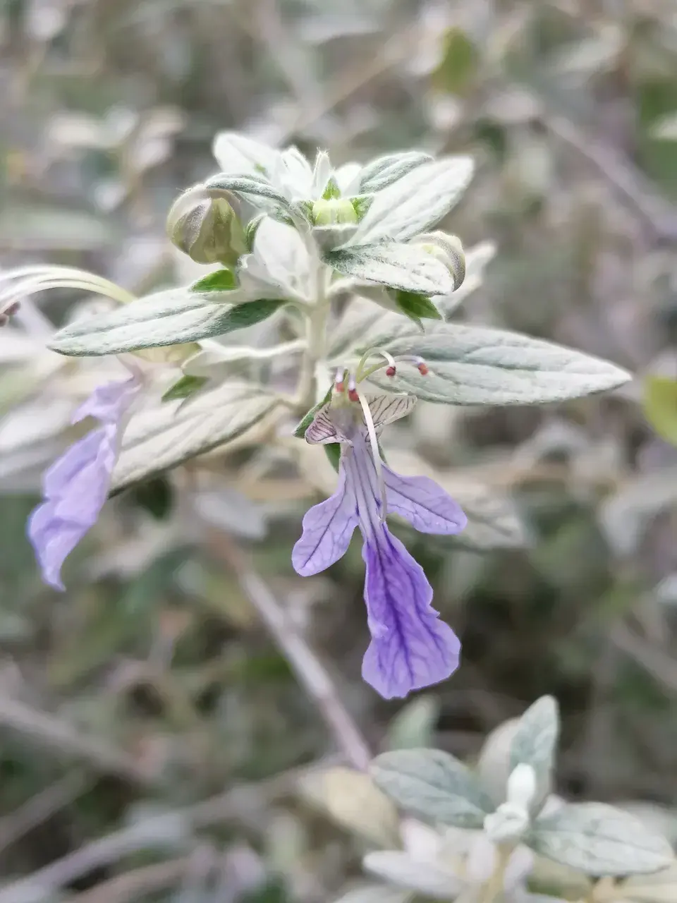 Kvetoucí ožanka křovitá