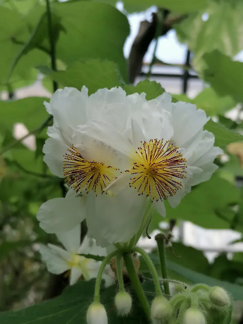 Sparmanie africká v květu