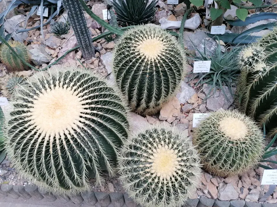 Echinokaktus Grusonův neboli sedátko pro tchýni
