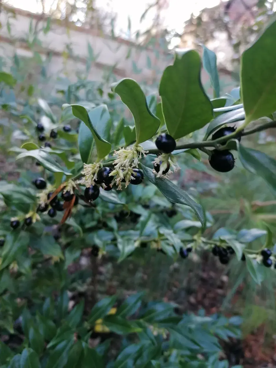 Krásný keř nandina domácí