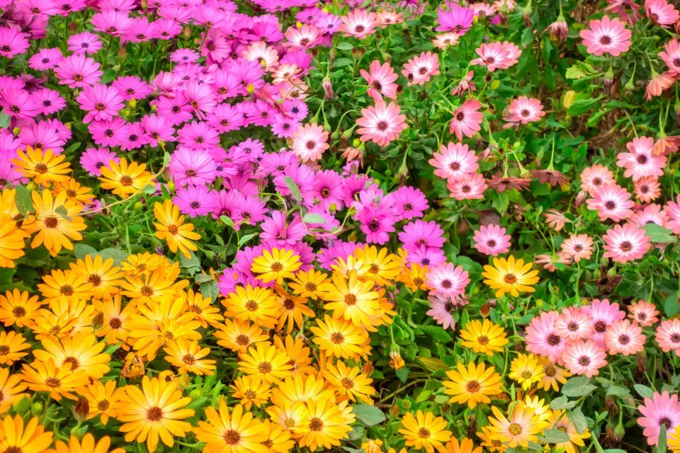 Paprskovka (Osteospermum)