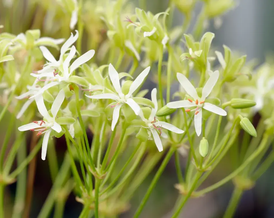Pelargonium klinghardtense