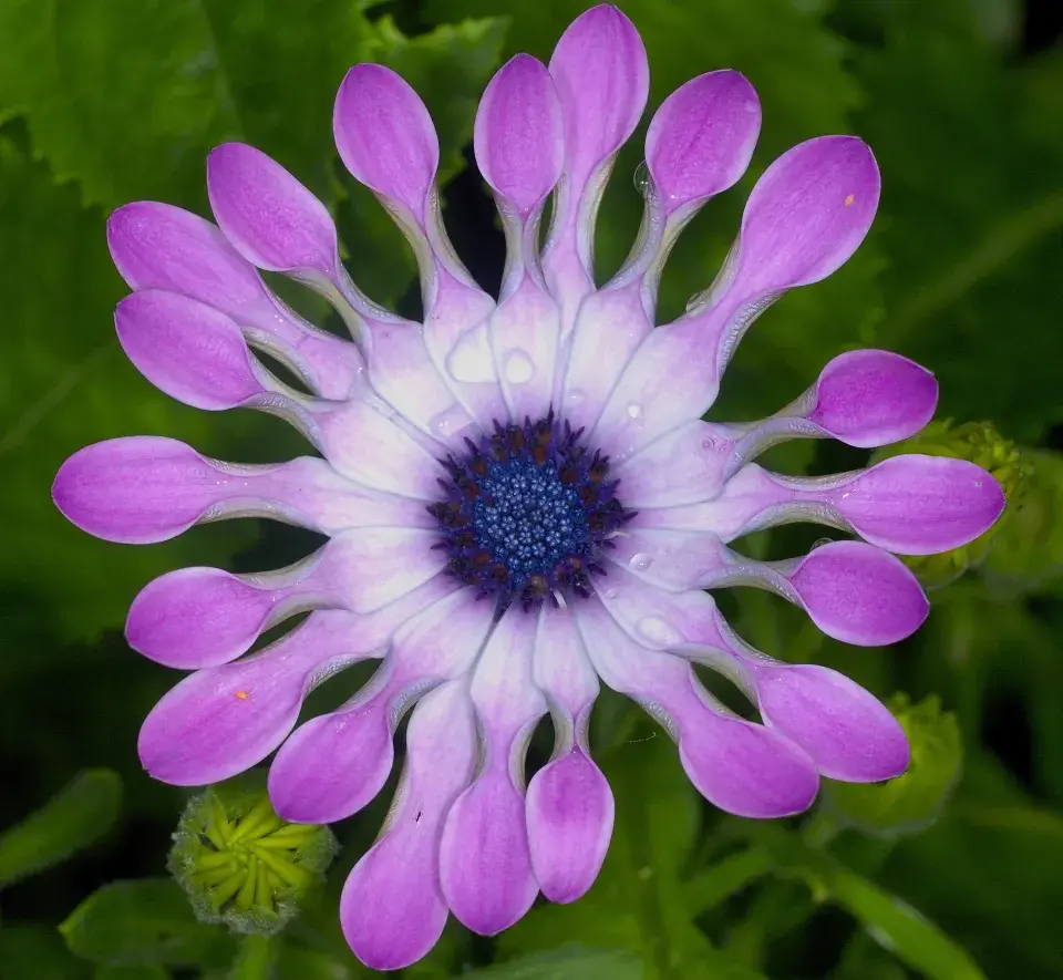 Paprskovka (Osteospermum)