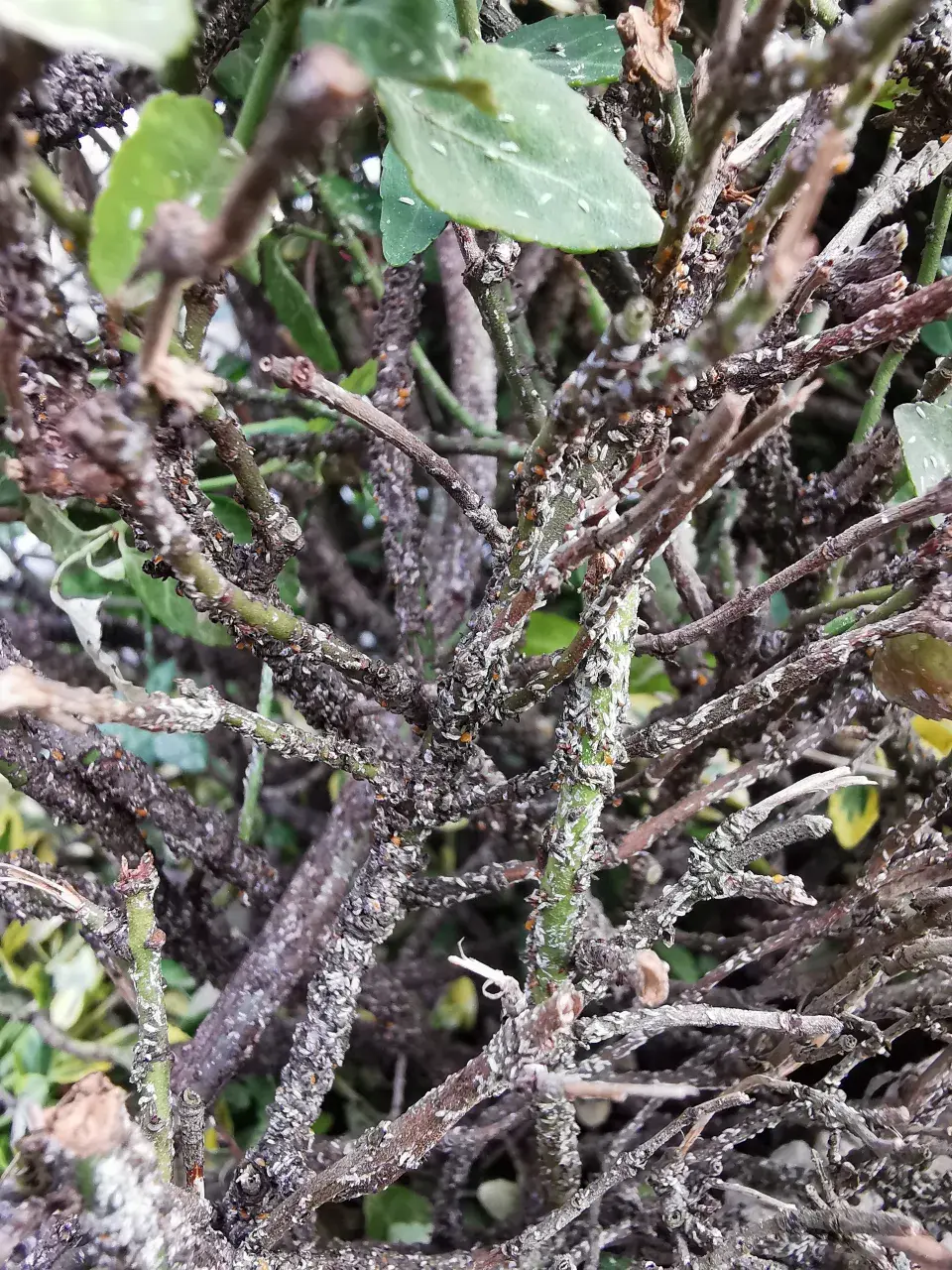 štítenka brslenová