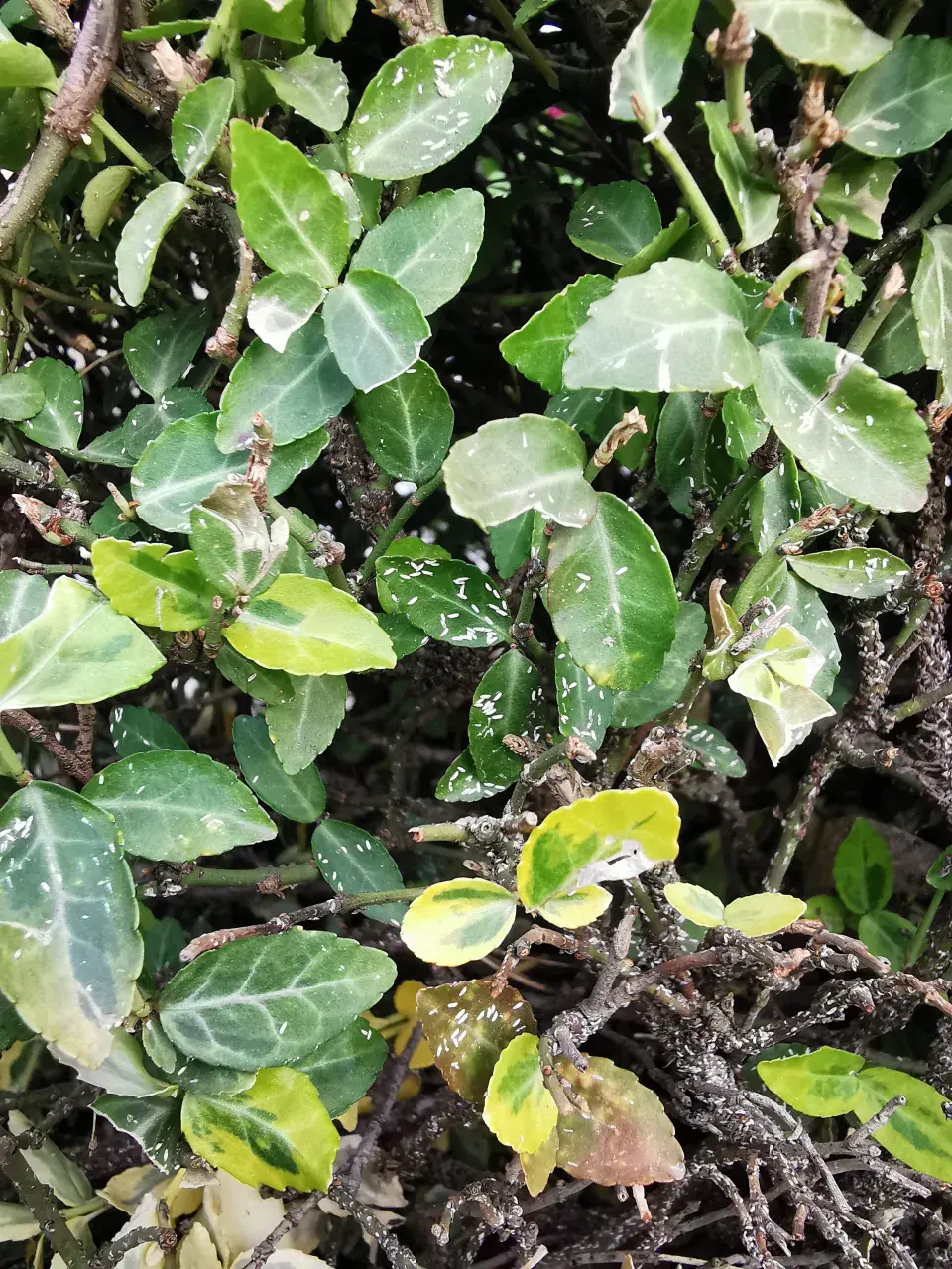 Štítenka brslenová