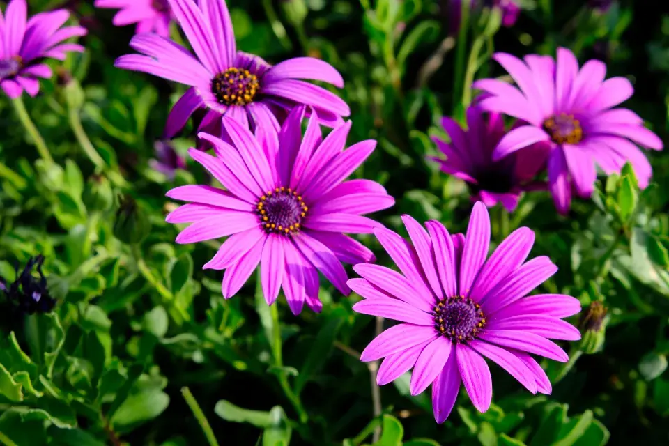 Paprskovka (Osteospermum)