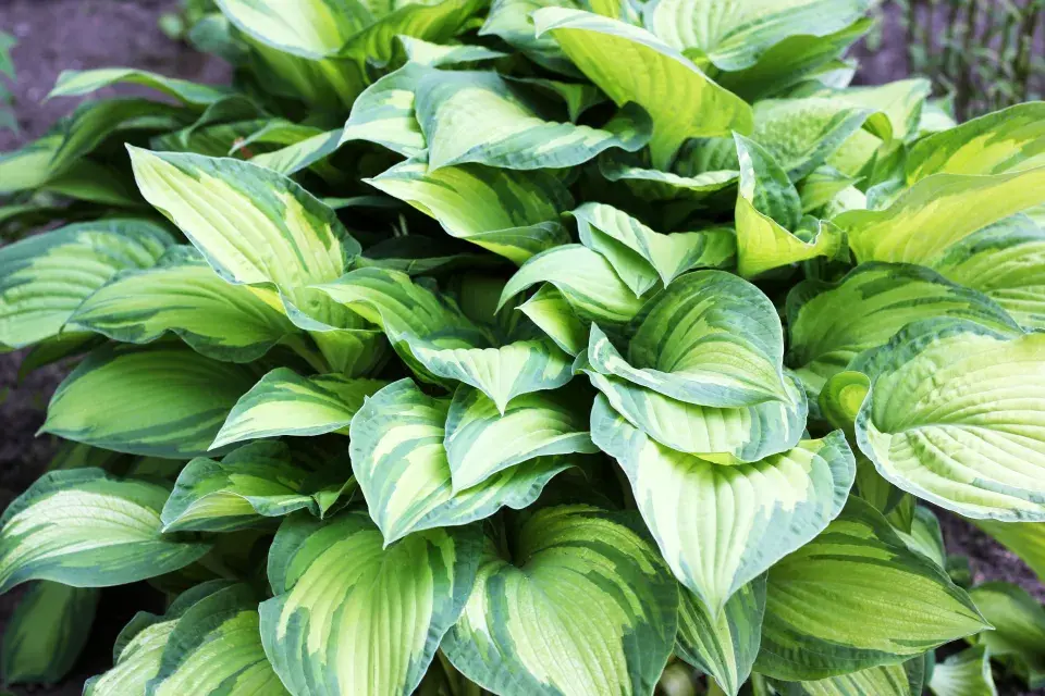 Panašovaná hosta