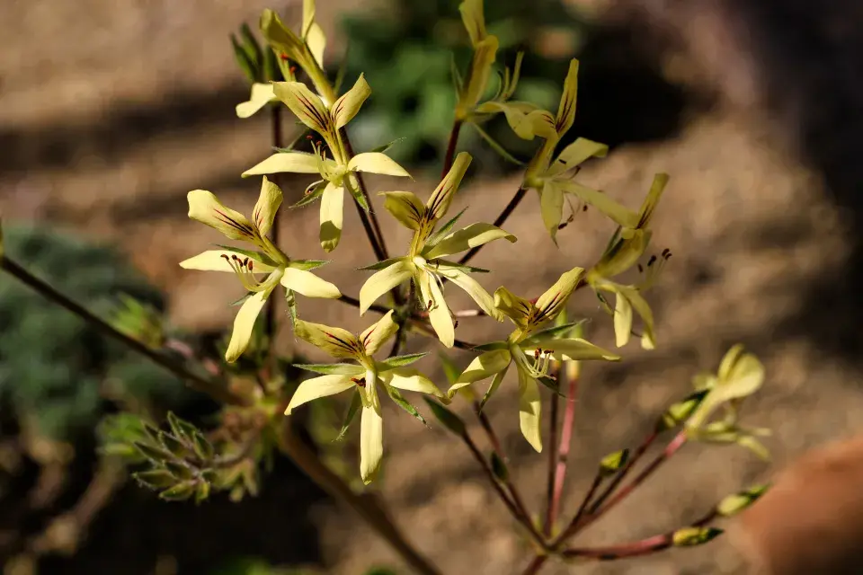 Pelargonium oblongatum