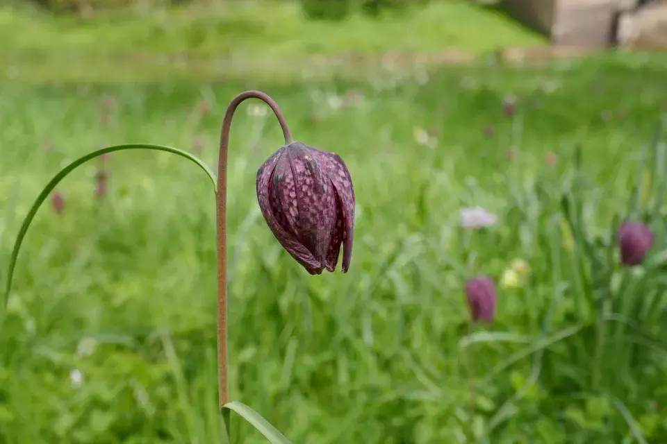 řebčík kostkovaný