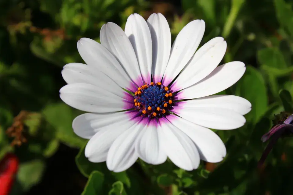 Paprskovka (Osteospermum)