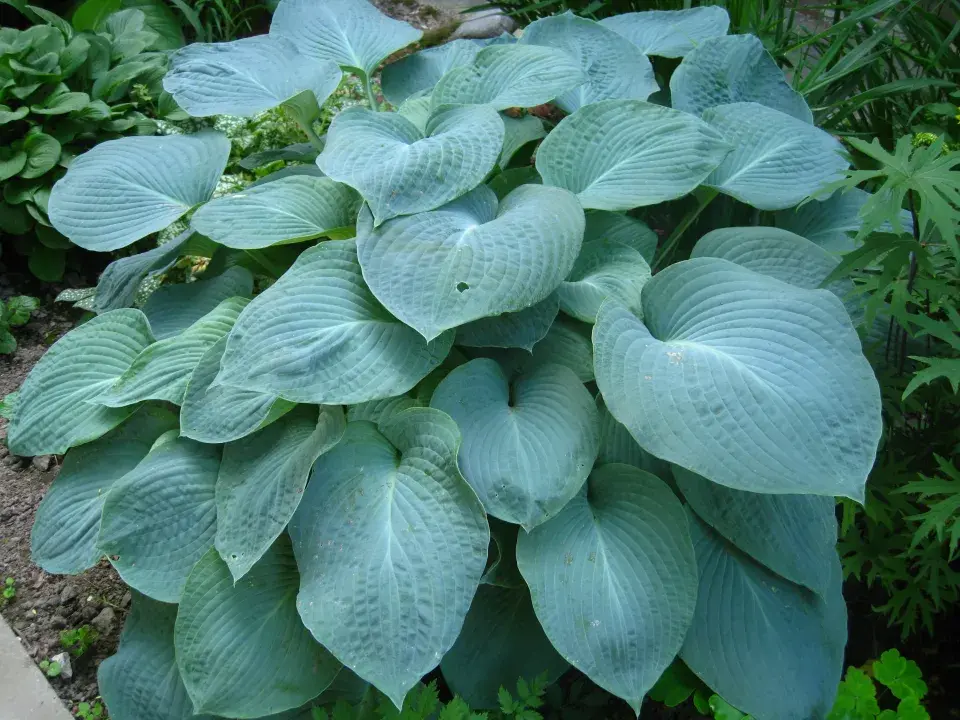 Hosta s pevnými listy