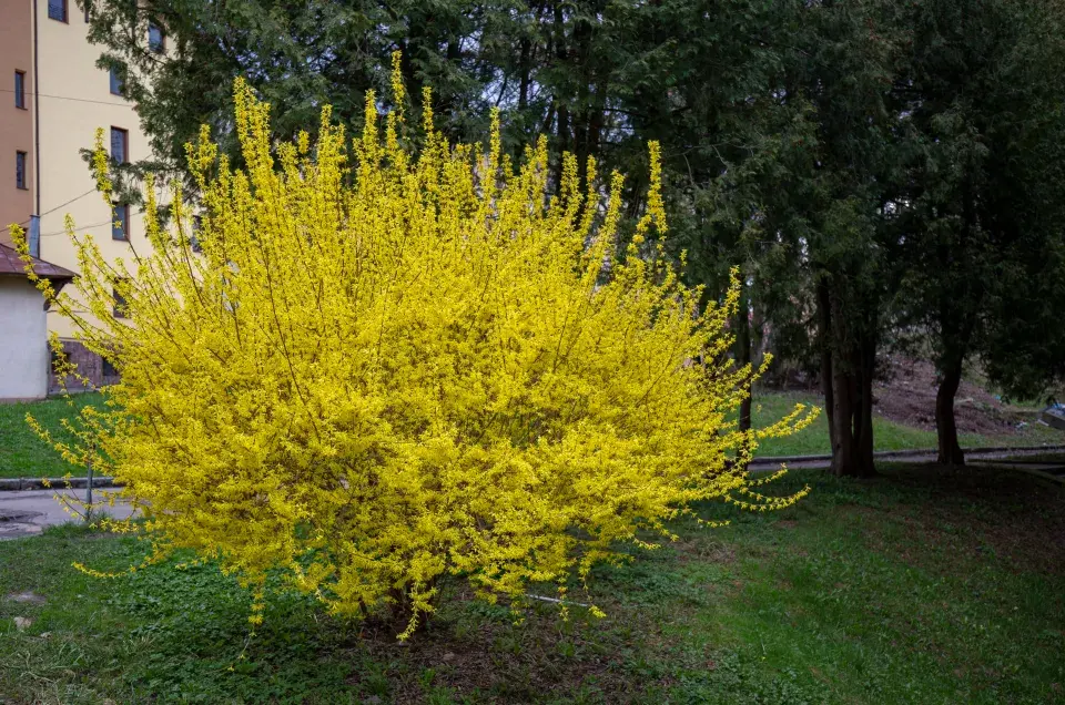 zlatice prostřední