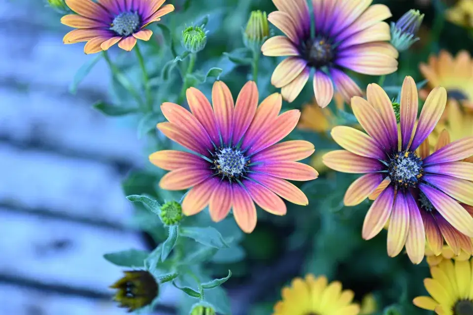 Paprskovka (Osteospermum)