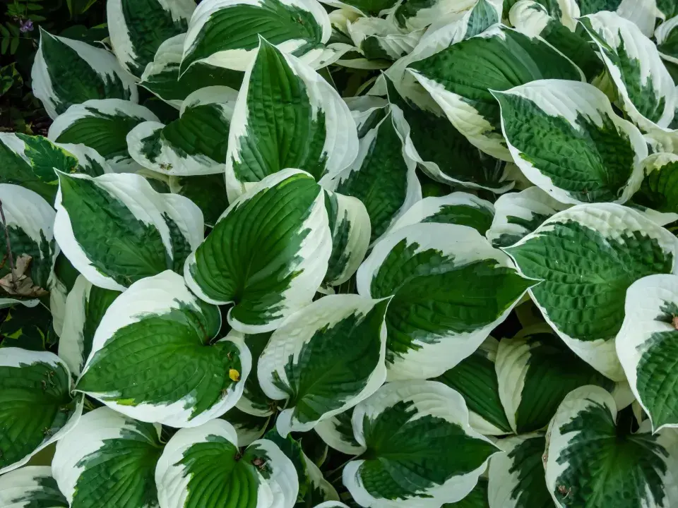 Bíle panašovaná hosta