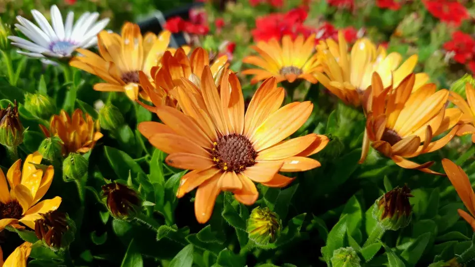Paprskovka (Osteospermum)
