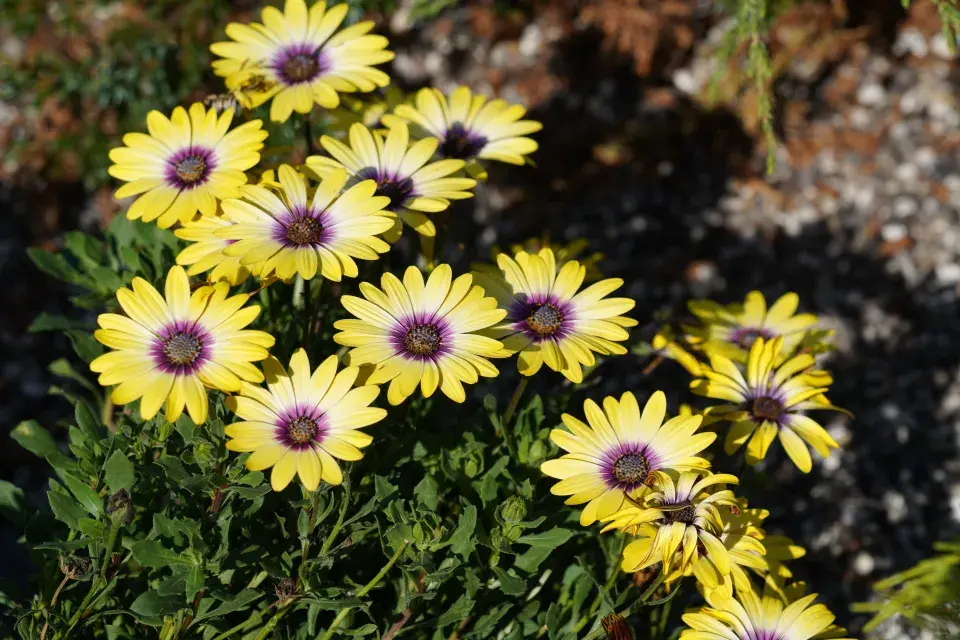 Paprskovka (Osteospermum)