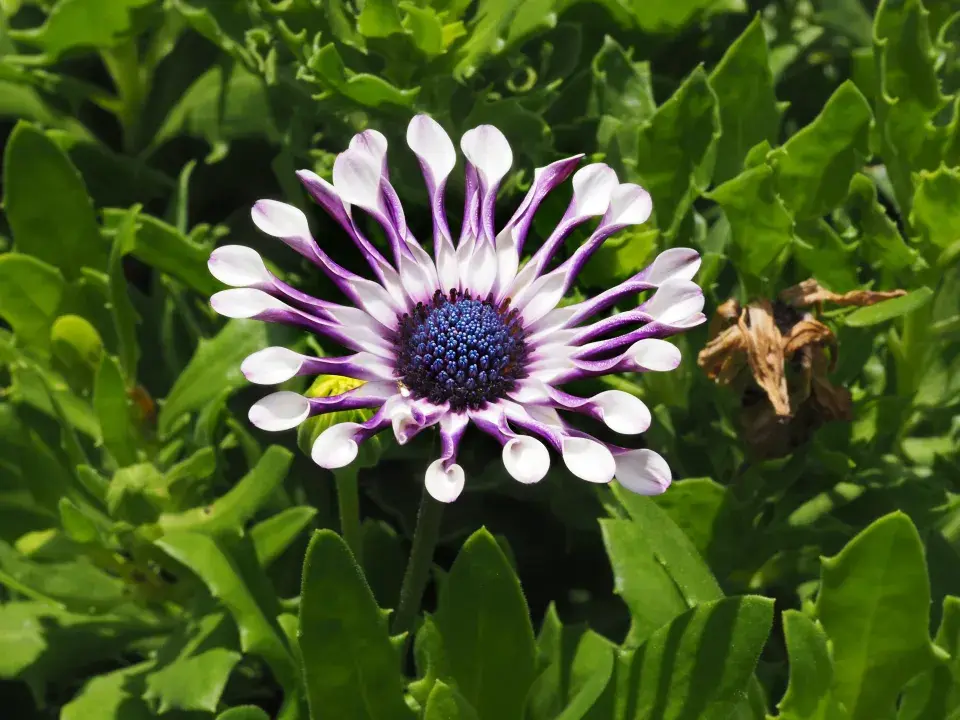Paprskovka (Osteospermum)