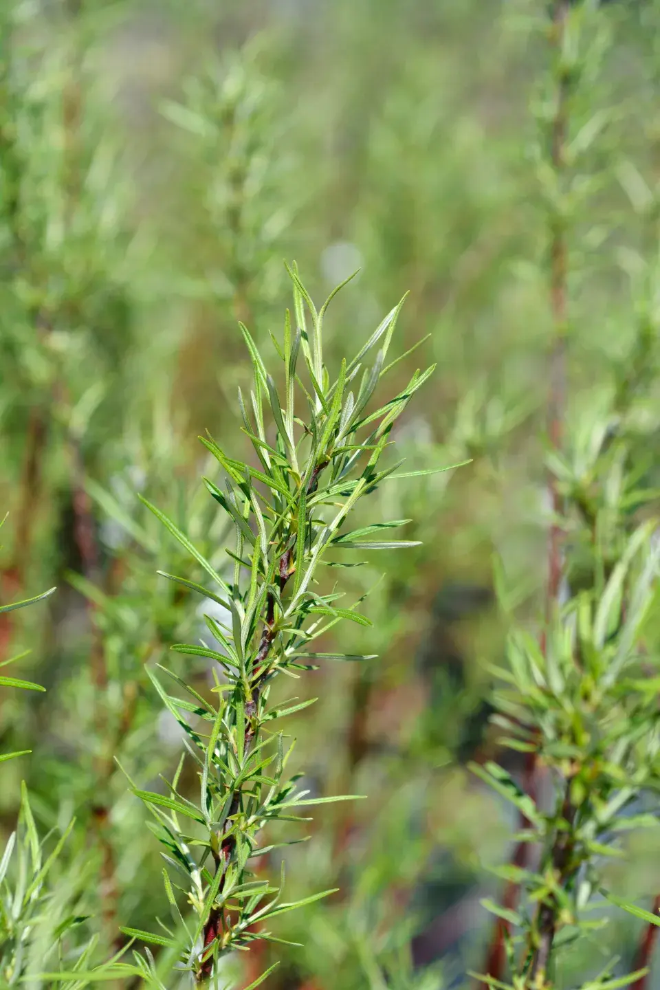 vrba rozmarýnolistá