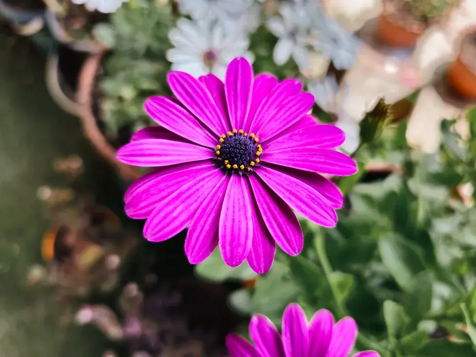 Paprskovka (Osteospermum)