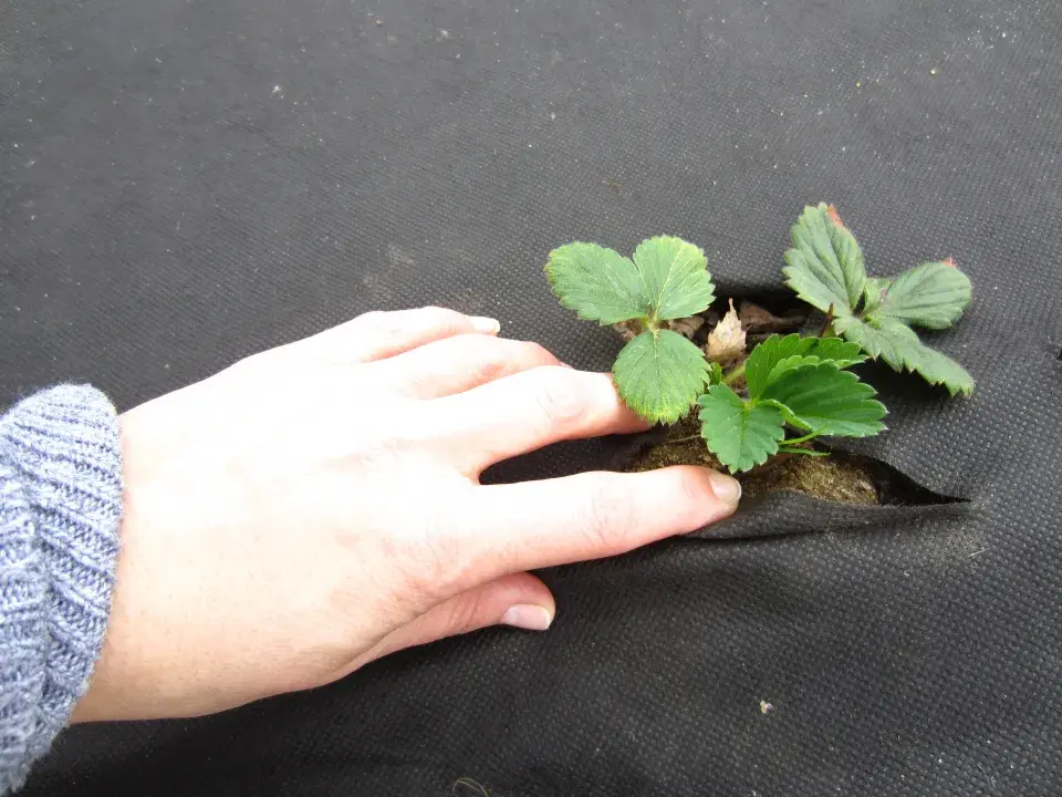 Mulčovací netkaná textilie