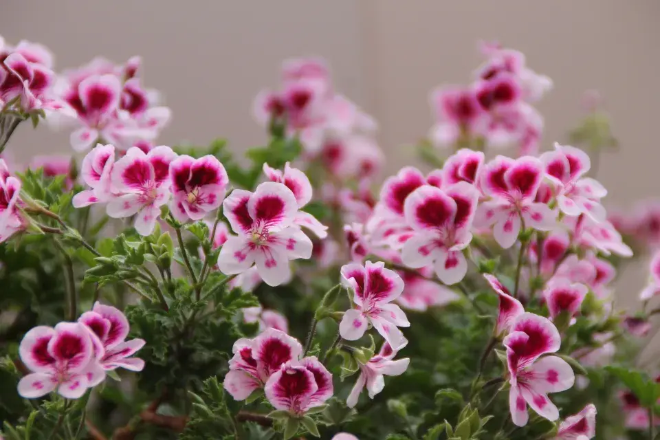 aromatické muškáty