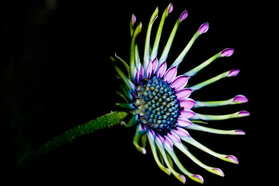 Paprskovka (Osteospermum)