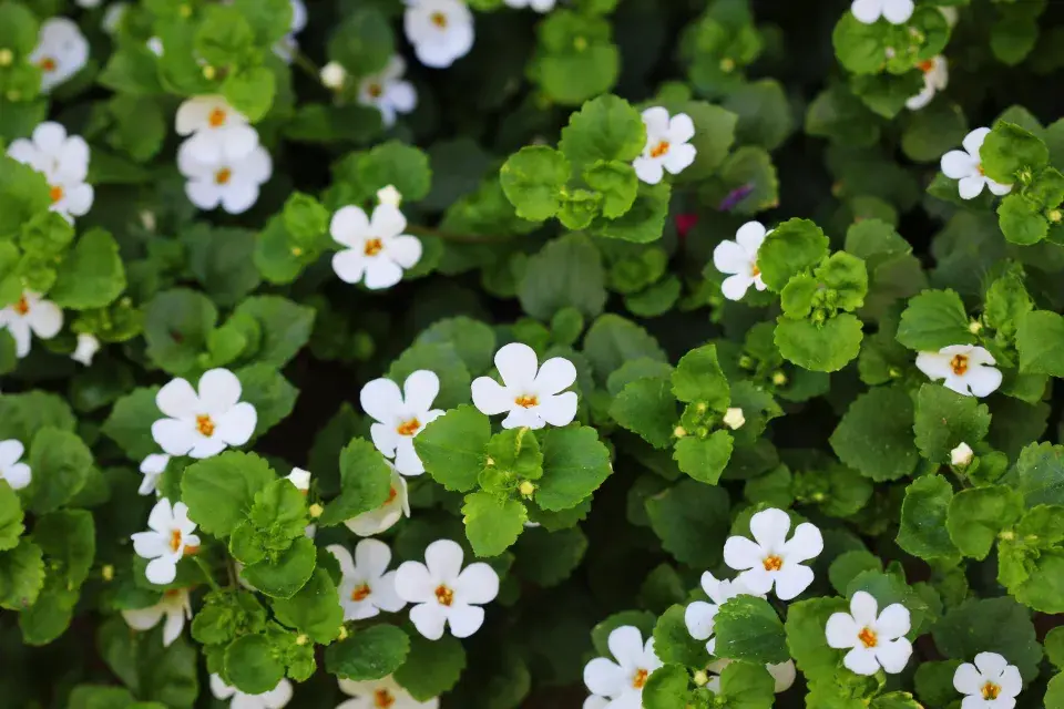 bacopa