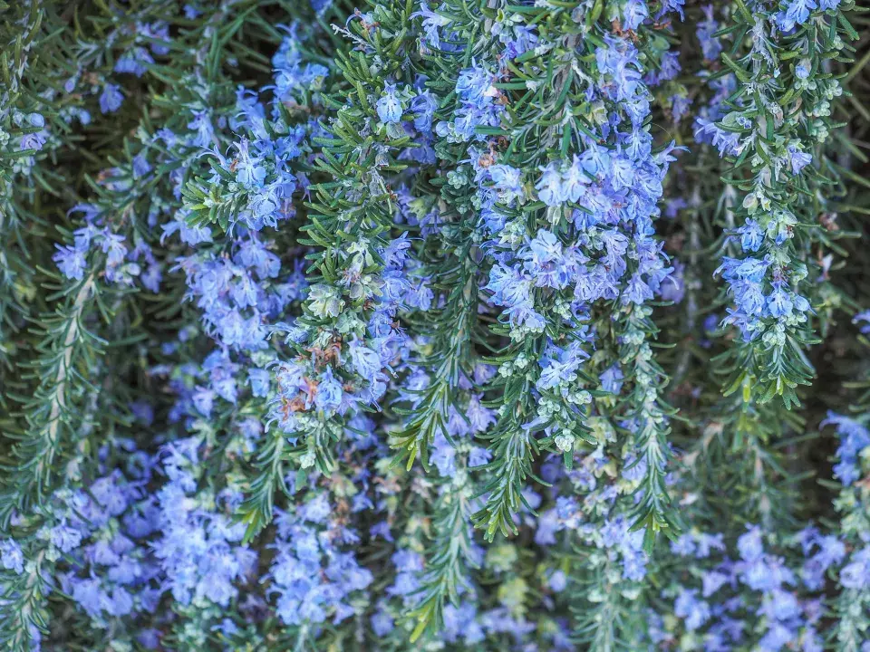 převislý rozmarýn