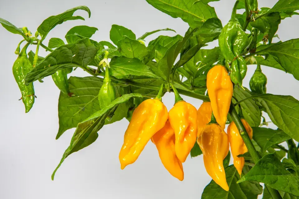 Habanero Neon