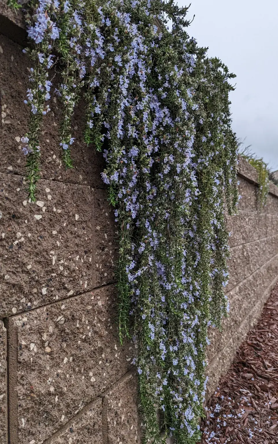 převislý rozmarýn