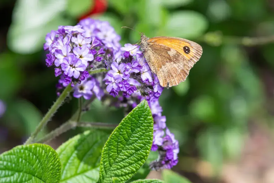 Otočník neboli vanilkový keř